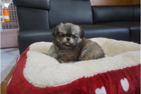 成約済の香川県のミックス犬-76673