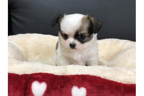 成約済の香川県のチワワ(ロングコート)-76669の5枚目