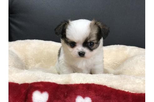 成約済の香川県のチワワ(ロングコート)-76669の4枚目