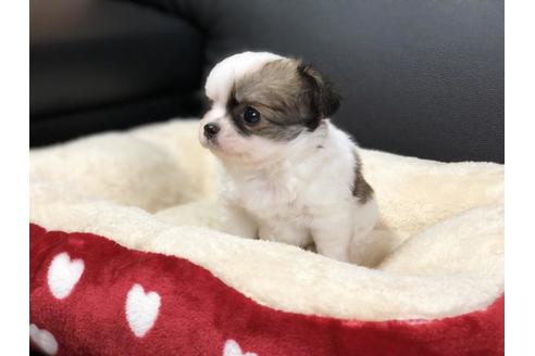 成約済の香川県のチワワ(ロングコート)-76669の3枚目