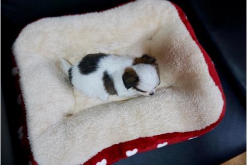 成約済の香川県のチワワ(ロングコート)-76669の2枚目