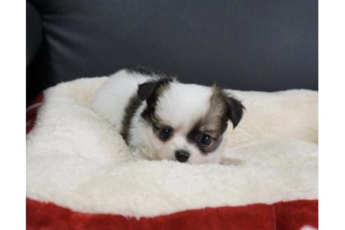 成約済の香川県のチワワ(ロングコート)-76669