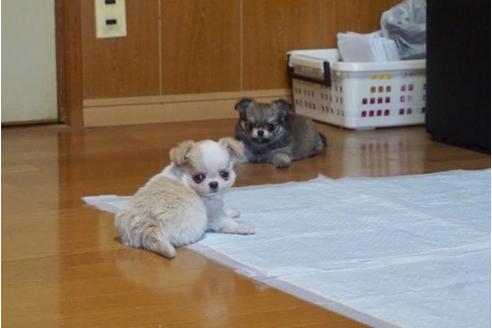 成約済の香川県のチワワ(ロングコート)-76664の4枚目