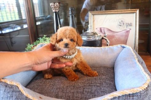 成約済の埼玉県のタイニープードル-76811の1枚目