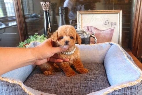 成約済の埼玉県のタイニープードル-76811の5枚目