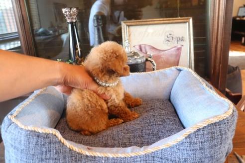 成約済の埼玉県のタイニープードル-76811の4枚目