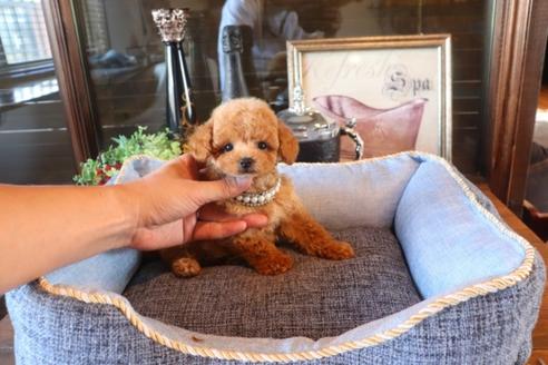 成約済の埼玉県のタイニープードル-76811の3枚目