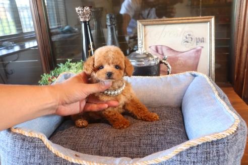 成約済の埼玉県のタイニープードル-76811の2枚目