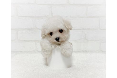 北海道のティーカッププードル 女の子 19 05 13生まれ シャンパン 子犬id ブリーダーナビ 北海道のティーカッププードル 女の子 19 05 13生まれ シャンパン 子犬id ブリーダーナビ