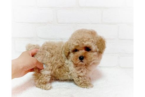 北海道のティーカッププードル 男の子 19 05 17生まれ シャンパンゴールド 子犬id ブリーダーナビ 北海道のティーカッププードル 男の子 19 05 17生まれ シャンパンゴールド 子犬id ブリーダーナビ