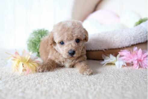 成約済の滋賀県のトイプードル-77363の5枚目