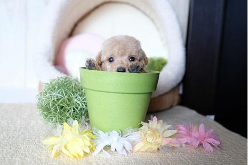 成約済の滋賀県のトイプードル-77363の4枚目