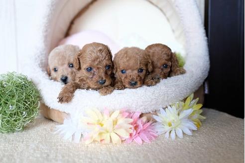 成約済の滋賀県のトイプードル-77363の3枚目