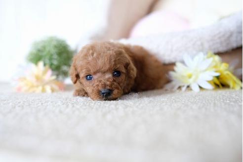 成約済の滋賀県のトイプードル-77364の3枚目