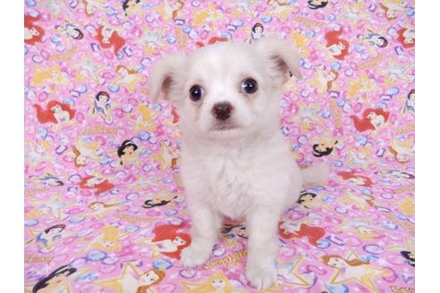 成約済の千葉県のチワワ(ロングコート)-75671の11枚目