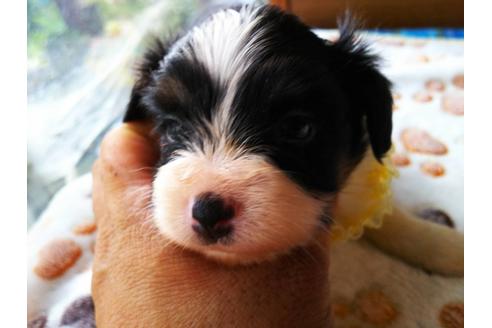 子犬