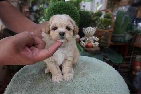 成約済の京都府のミックス犬-76761の3枚目