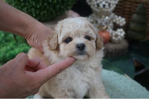 成約済の京都府のミックス犬-76761の2枚目