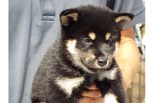 成約済の埼玉県の柴犬-76570の4枚目