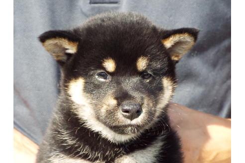 成約済の埼玉県の柴犬-76570の1枚目