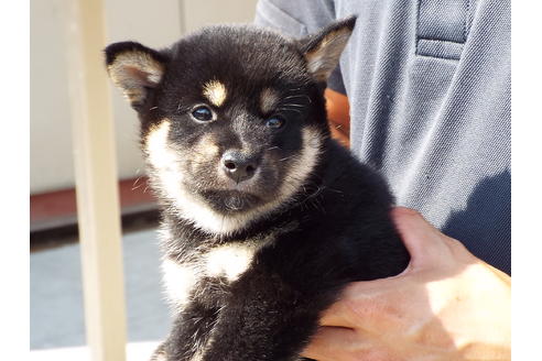 成約済の埼玉県の柴犬-76570の3枚目