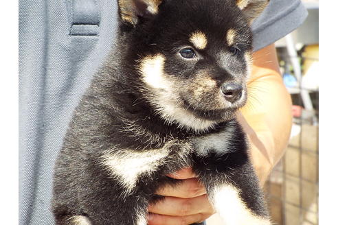 成約済の埼玉県の柴犬-76570の2枚目