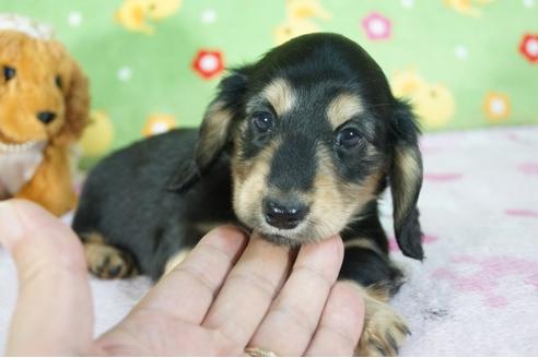 成約済の兵庫県のミニチュアダックスフンド(ロングヘアード)-76755の6枚目