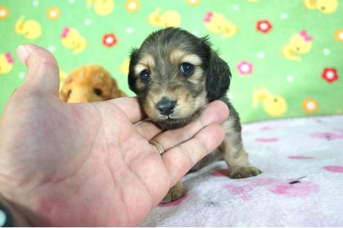 成約済の兵庫県のミニチュアダックスフンド(ロングヘアード)-77440の4枚目