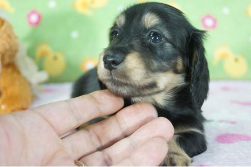 成約済の兵庫県のミニチュアダックスフンド(ロングヘアード)-77445の6枚目