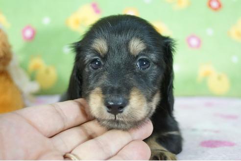 成約済の兵庫県のミニチュアダックスフンド(ロングヘアード)-77445の4枚目