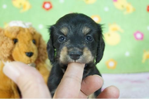 成約済の兵庫県のミニチュアダックスフンド(ロングヘアード)-77447の5枚目