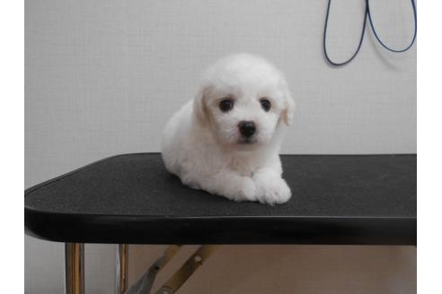 成約済の福岡県のビションフリーゼ-74793の4枚目