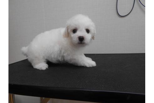 成約済の福岡県のビションフリーゼ-74793の3枚目