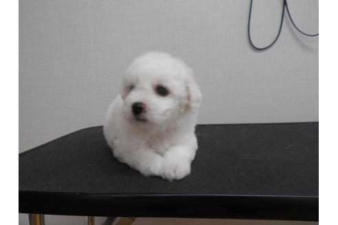 成約済の福岡県のビションフリーゼ-74793の2枚目