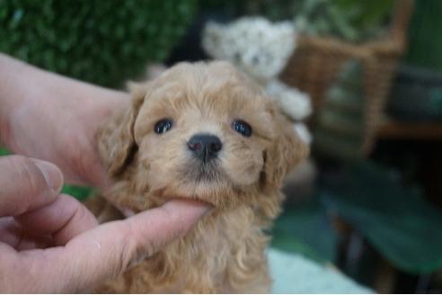成約済の京都府のミックス犬-77476