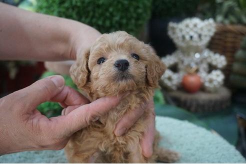 成約済の京都府のミックス犬-77476の3枚目