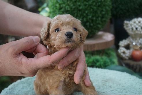 成約済の京都府のミックス犬-77476の2枚目
