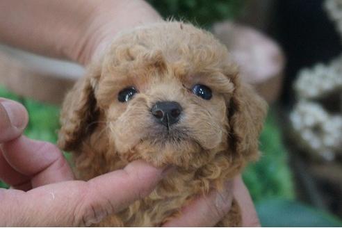 成約済の京都府のミックス犬-77479