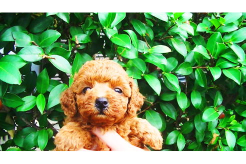 成約済の福岡県のタイニープードル-76246の7枚目