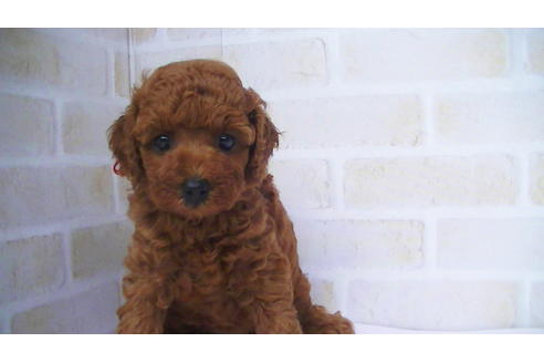 成約済の福岡県のタイニープードル-76246の6枚目