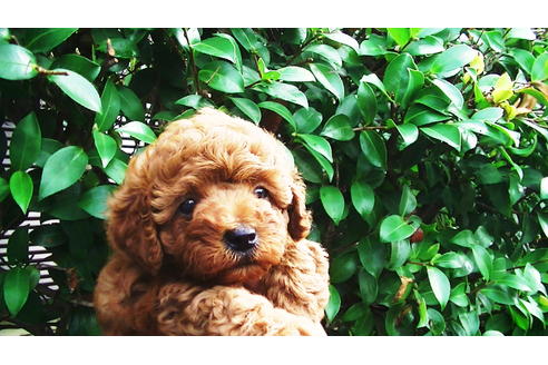 成約済の福岡県のタイニープードル-76256の5枚目