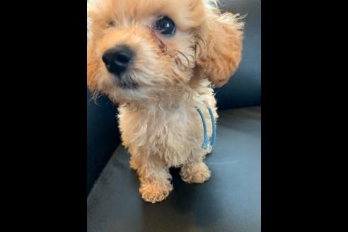 成約済の東京都のミックス犬-77484の3枚目