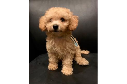成約済の東京都のミックス犬-77484の2枚目