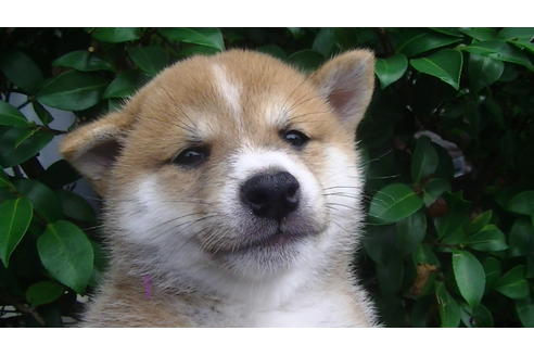 成約済の福岡県の豆柴-77032の1枚目