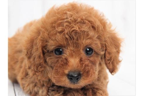 子犬