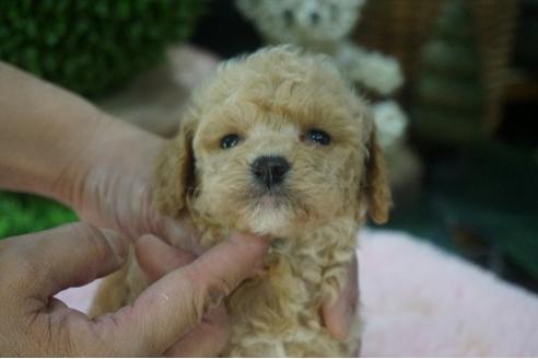 成約済の京都府のミックス犬-77498