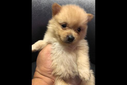 成約済の三重県のポメラニアン-77536の1枚目