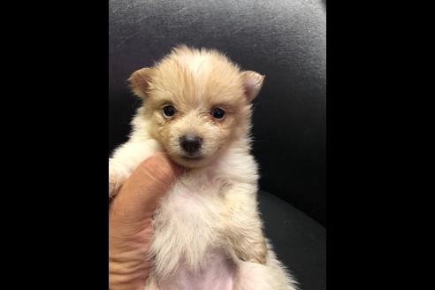 成約済の三重県のポメラニアン-77537の1枚目
