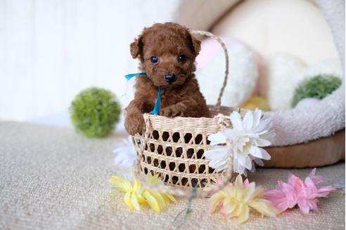 成約済の滋賀県のトイプードル-77588の1枚目