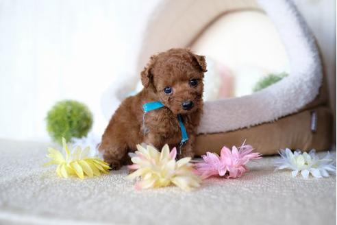 成約済の滋賀県のトイプードル-77588の3枚目